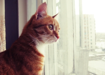 Завтра в Украине небольшой снег с дождем, температура до +6