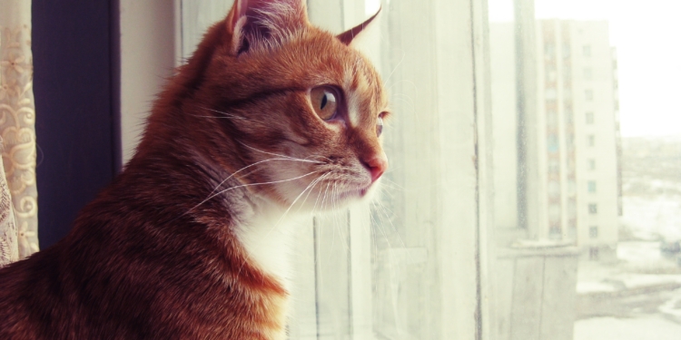 Завтра в Украине небольшой снег с дождем, температура до +6