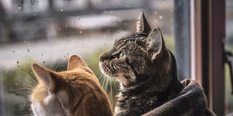 Завтра в Украине небольшой снег с дождем, температура до +6