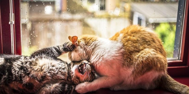 Завтра в Украине небольшой снег с дождем, температура до +6