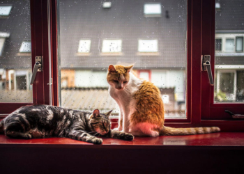 Завтра в Украине небольшой снег с дождем, температура до +6