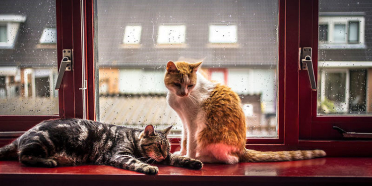 Завтра в Украине небольшой снег с дождем, температура до +6