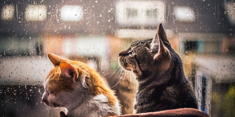 Завтра в Украине небольшой снег с дождем, температура до +6