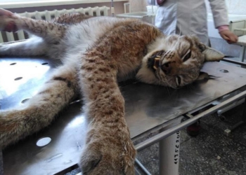 В Житомире поймали раненую домашнюю рысь