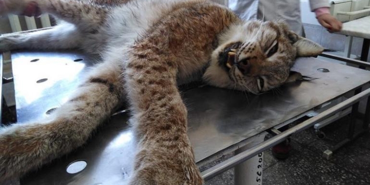 В Житомире поймали раненую домашнюю рысь