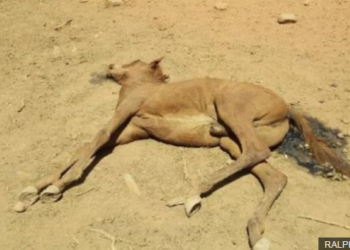 В Австралии из-за экстремальной жары погибают дикие лошади