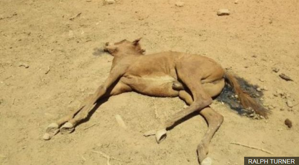 В Австралии из-за экстремальной жары погибают дикие лошади