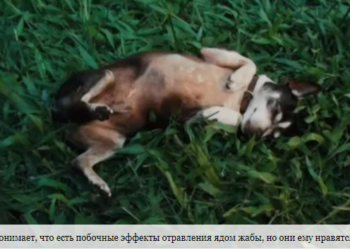 В Австралии создают группы поддержки для собак-наркоманов, которые лижут ядовитых жаб