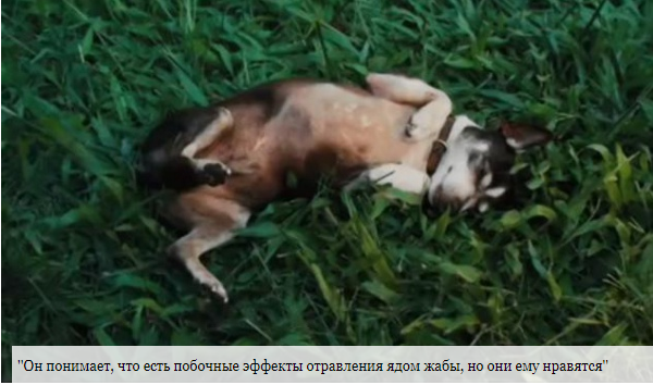 В Австралии создают группы поддержки для собак-наркоманов, которые лижут ядовитых жаб