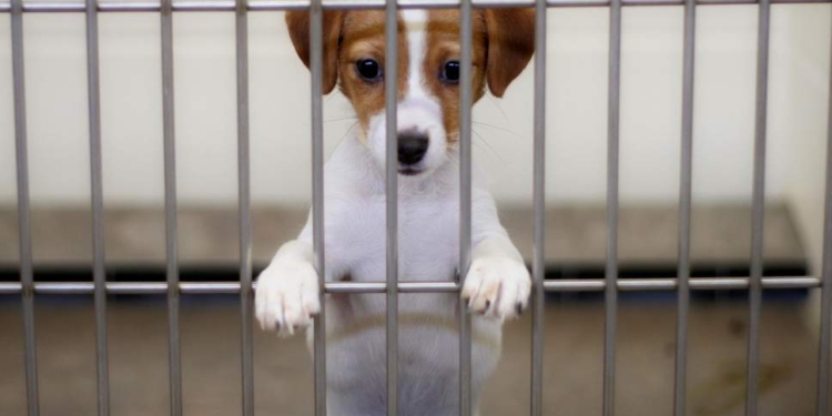 Калифорния стала первым штатом США, где в зоомагазинах будут продавать животных только из приютов