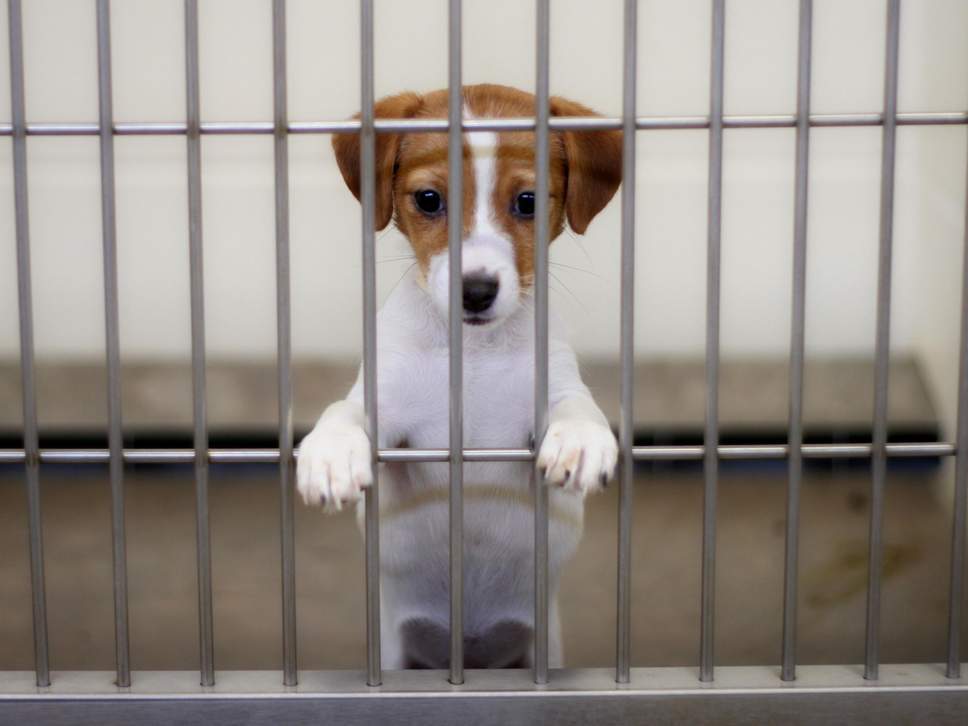 В итальянской Вероне будут на 500 евро штрафовать хозяев, оставивших собак на балконе 1