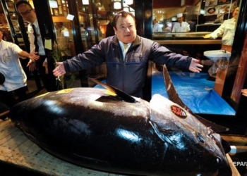 На аукционе в Токио продали тунца за рекордные $3,1 млн