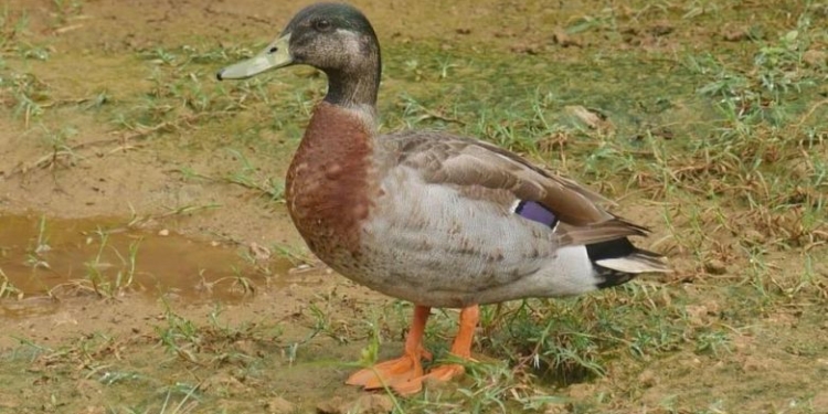 На крошечном острове в тихом океане умер самый одинокий в мире селезень