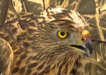 Финский ястреб разбился на Прикарпатье. К счастью, его нашли и выходили лесники