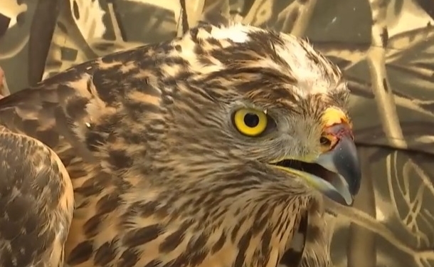 Финский ястреб разбился на Прикарпатье. К счастью, его нашли и выходили лесники