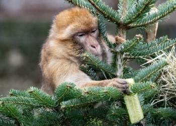 В Берлинском зоопарке животным скормили новогодние елки