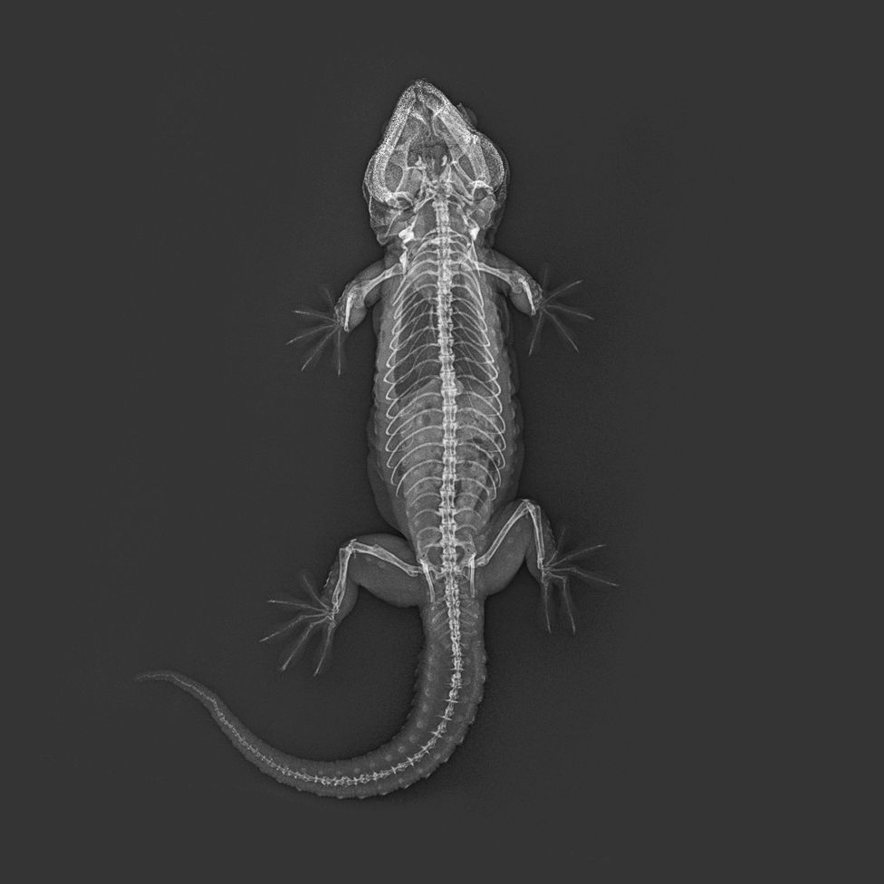 Ящерицы и черепаха: Лондонский зоопарк показал рентгеновские снимки животных 3