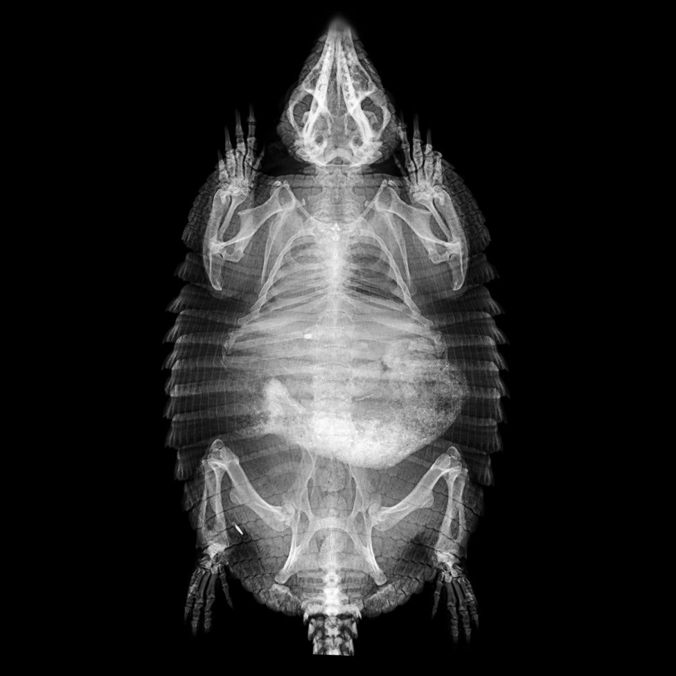 Ящерицы и черепаха: Лондонский зоопарк показал рентгеновские снимки животных 5