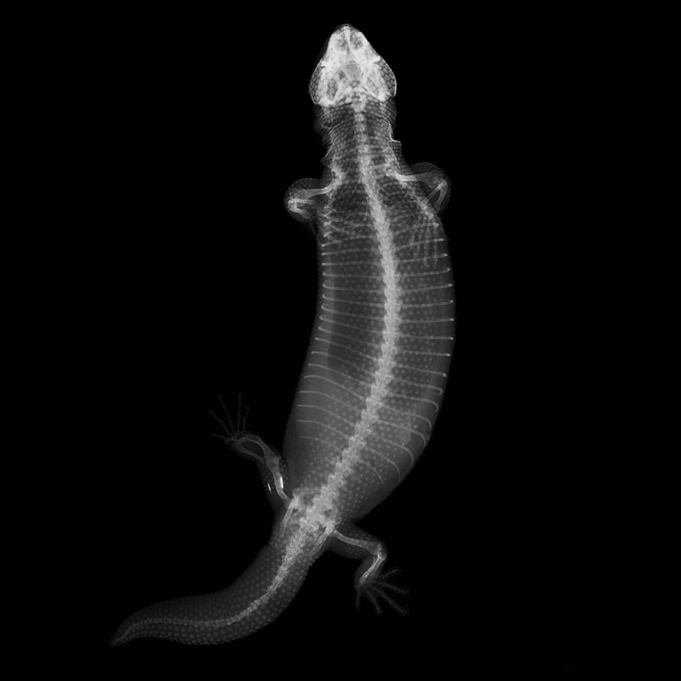 Ящерицы и черепаха: Лондонский зоопарк показал рентгеновские снимки животных 9