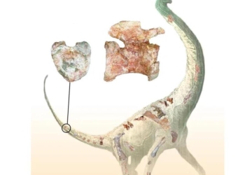 И чем не «валентинка»? В Танзании нашли кости неизвестного ранее вида титанозавра с уникальным копчиком в форме сердца