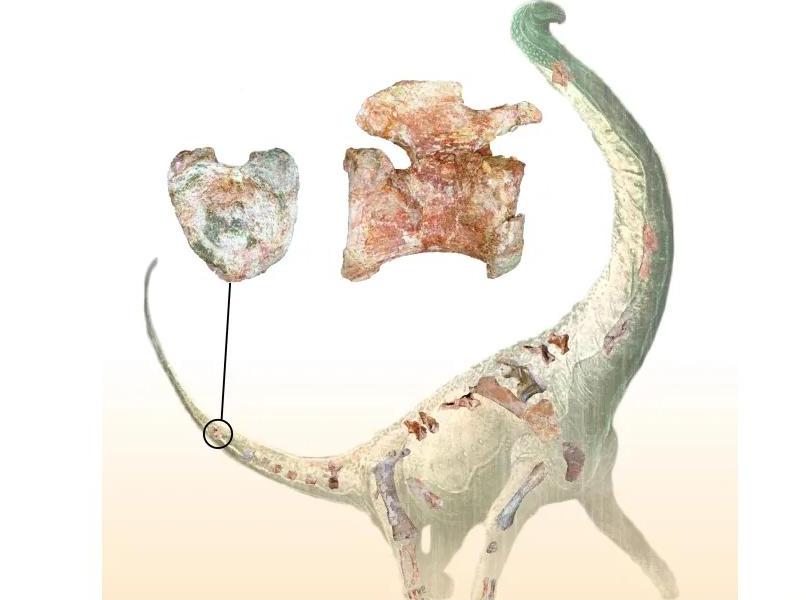 И чем не «валентинка»? В Танзании нашли кости неизвестного ранее вида титанозавра с уникальным копчиком в форме сердца 1