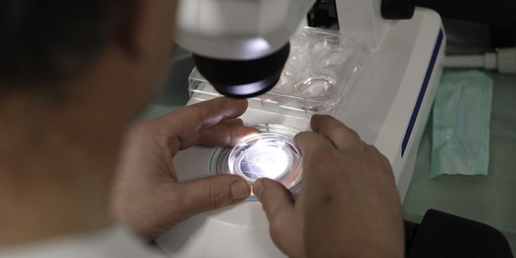 Ученые хотят спасти вид северного белого носорога от вымирания, имплантировав эмбрион в носорога другого вида