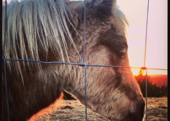 Не только дневные, но и ночные «покатушки»: в США корги ездит верхом на пони