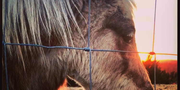 Не только дневные, но и ночные «покатушки»: в США корги ездит верхом на пони