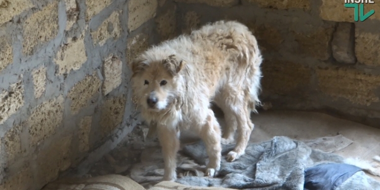 Жители «Леваневцев» устали от трех незаконных приютов николаевской зоозащитницы Шуст