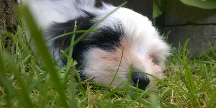 В Финляндии будет создан официальный регистр кошек и собак