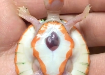 Когда сердце наружу буквально: родилась черепаха-альбинос с сердечной эктопией