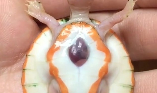 Когда сердце наружу буквально: родилась черепаха-альбинос с сердечной эктопией