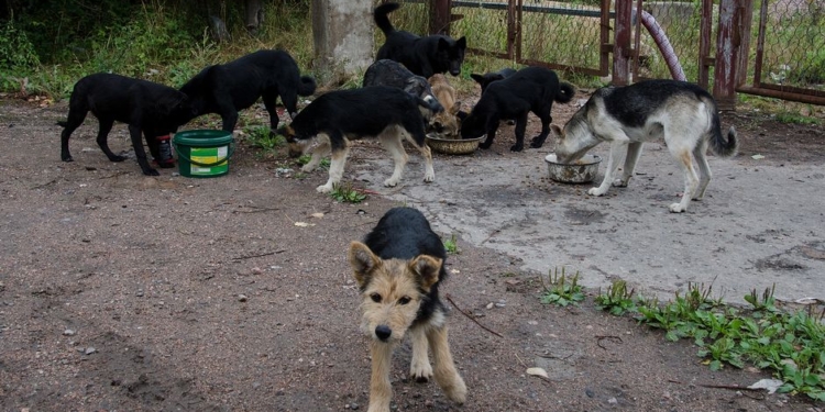 Жители приграничного финского городка страдают от нашествия бродячих собак из России