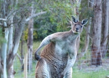 В Дании полиция уже два дня ищет сбежавшего кенгуру