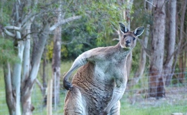 В Дании полиция уже два дня ищет сбежавшего кенгуру