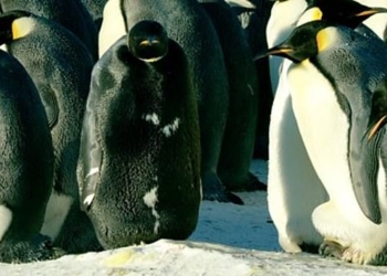 В Антарктике на видео сняли абсолютно черного пингвина