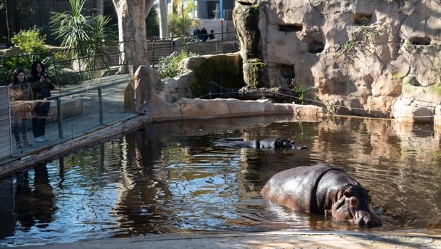 Мэрия Барселоны рассматривает вариант убрать экзотических животных из городского зоопарка