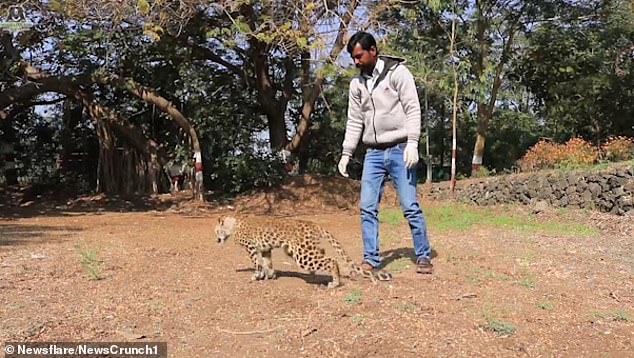 Индийские зоозащитники учат ходить молодого леопарда, который был парализован в результате ДТП 1