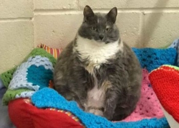 Даже у толстой и невезучей есть шанс на счастье: самая известная кошка Британии нашла дом