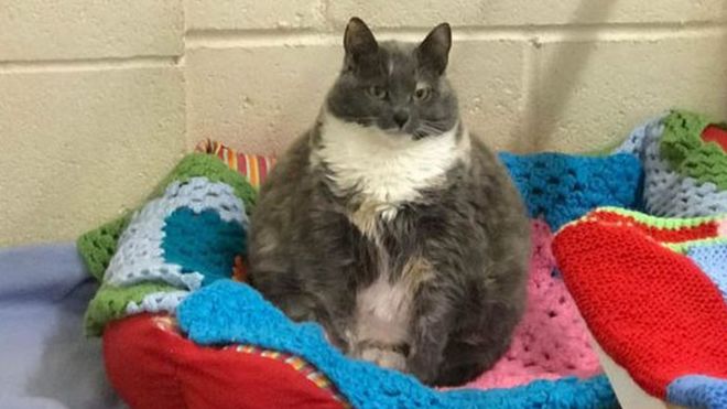 Даже у толстой и невезучей есть шанс на счастье: самая известная кошка Британии нашла дом 3