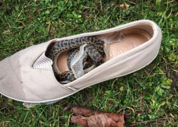 Из Австралии в Шотландию: маленький питон проделал путь в багаже туристки