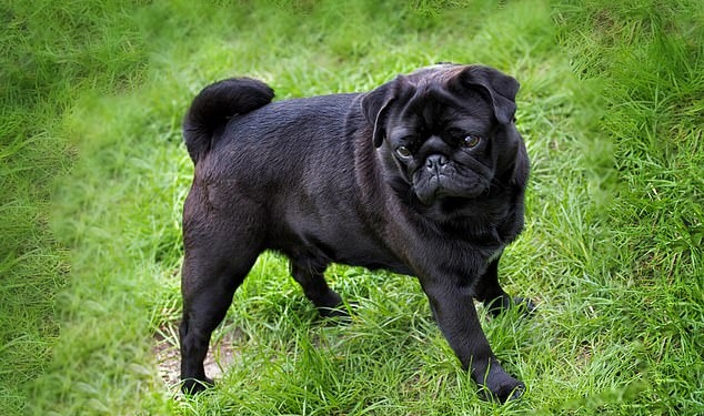 В Германии власти конфисковали у задолжавшей налоги семьи собаку и продали ее на eBay