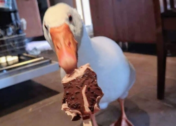 Гусь, изменивший свою судьбу, – не стал жарким, создал семью и завел страничку в Facebook