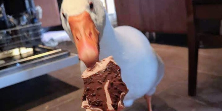 Гусь, изменивший свою судьбу, – не стал жарким, создал семью и завел страничку в Facebook