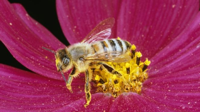 Медоносная пчела способна выполнять математические действия - сложение и вычитание 1