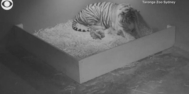 Трое суматранских тигрят появились на свет в зоопарке Сиднея