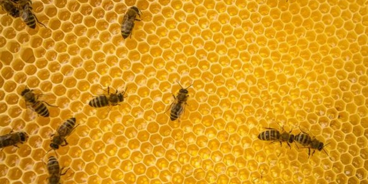 В Финляндии хотят вывести морозоустойчивых пчел