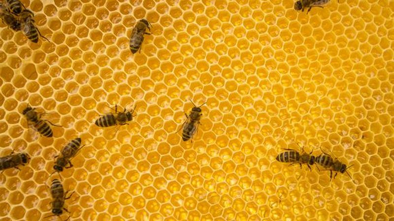 В Финляндии хотят вывести морозоустойчивых пчел 1