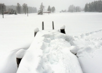 Когда «Здесь рыбы нет» как лозунг: появились желающие провести чемпионат мира по зимней рыбалке в поле