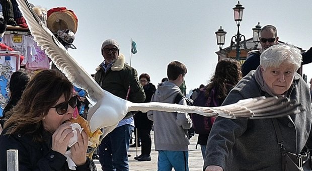 В Венеции чайки начали нападать на туристов 1